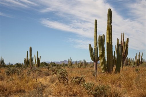 Bosque de sahuaros y cardones del desierto sonorense, con la sierra al fondo
