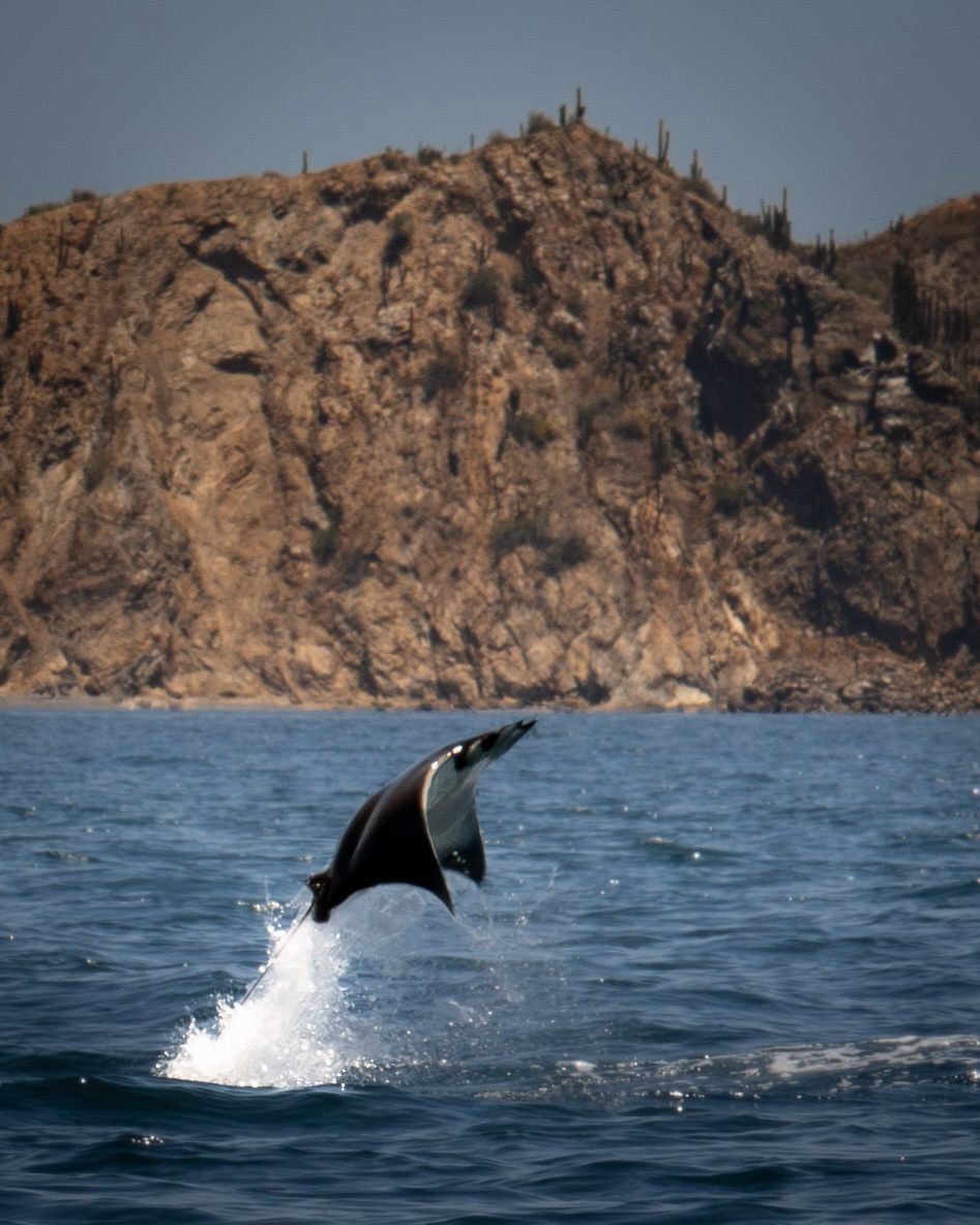 Mantarraya saltando en el Mar de Cortés